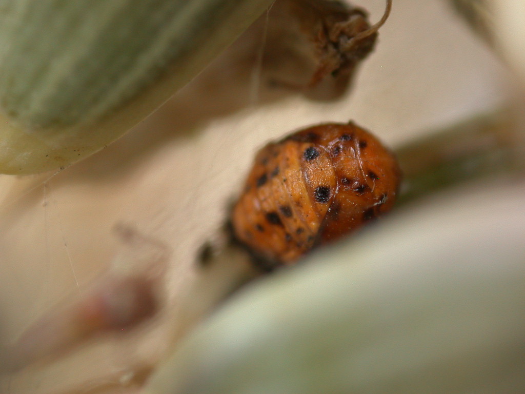 Uova di Carpocoris al microscopio a scansione